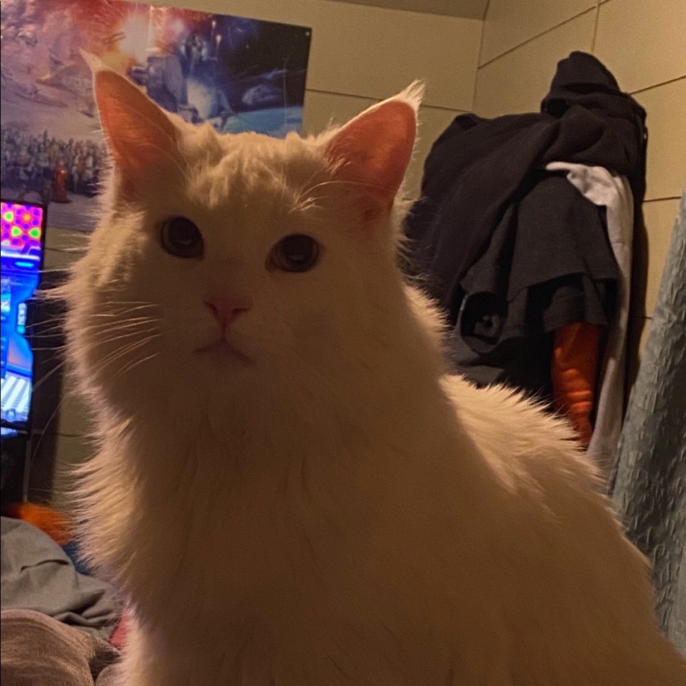 Meet your Posher, Ariel